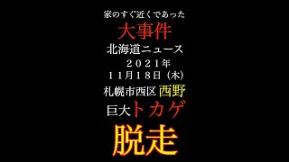 【大事件】オオトカゲ脱走