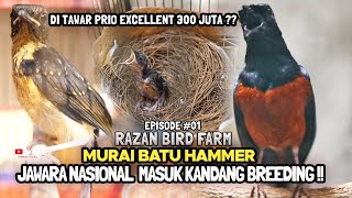 RAZAN BF : MURAI BATU HAMMER MASUK KANDANG BREEDING 😱 DITAWAR PRIO EXCELLENT 300 JUTA❓EPISODE#01