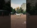 introducing horses