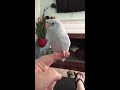 parrotlet chirping