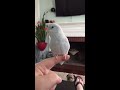 parrotlet chirping