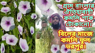 গ্রাম বাংলার ঐতিহ্যবাহী কমলি শাক টোকানো|বিলের মাজে কলমি ফুল ভরপুর|BD BLOGS NaiM.