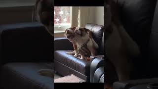 Bulldog getting his share #shorts #bulldogs #brothers #dog