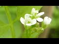 bittercress cardamine hirsuta lambaklukka loðbeiskjuarfi illgresi hvít blóm