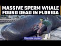 A massive sperm whale found dead off the coast of Florida, plastic found in stomach | OneIndia News