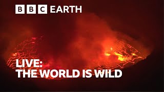 LIVE 🔴 | 5 Shocking Earth Phenomenons | This World is Wild: Full Series | BBC Earth Science