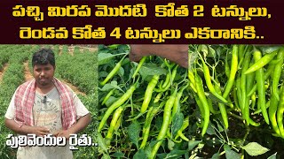 #chilli పచ్చి మిరప 1 st కోత 2  టన్నులు ,2nd 4 టన్నులు ఎకరానికి ...పులివెందుల రైతు..#YK Laboratories