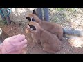 cutest baby caracal compilation