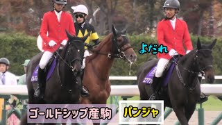 【ゴールドシップ産駒】よだれ垂らしながらひょこひょこ誘導馬についていく可愛いパンジャ、でも返し馬はかっこいい✨✨✨