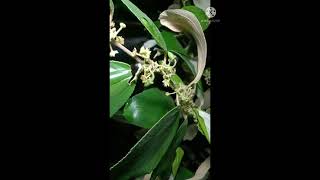 ছাদ বাগানে নারিকেল কুল/rooftop garden coconut ber#organic#garden#gardening#how#tree#youtubevideo