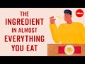 The ingredient in almost everything you eat - Francesca Bot