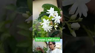 Banyan Leaf Plate | 🍀 🍽️ | Making of Banyan Tree Leaf Plate with Jasmine | #shorts #viral