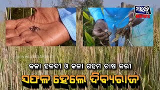 ସମ୍ବଲପୁର : ଓଡିଶାରେ ପ୍ରଥମେ କଳା ରଙ୍ଗର ହଲଦି ଓ ଗହମ ଚାଷ କଲେ ଦିବ୍ୟରାଜ