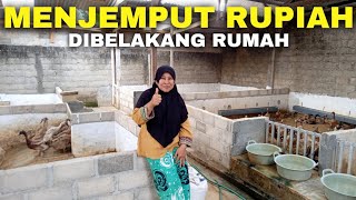 MERAUP RUPIAH‼️HANYA DIBELAKANG RUMAH KANDANG BEBEK PETELUR MBAK TUTIK - RHY 4 #ternak #bebek #rhy4