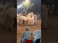 best beautiful desi nukra horse dance in pakistan 2019