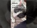 二度寝から起きるのを待つ猫 cat catbehavior catloves catlover 猫 猫のいる暮らし 保護猫