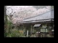 京都の桜　井手町地蔵禅院