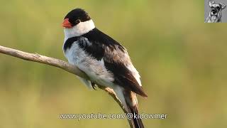 Closeup: Male PIN-TAILED WHYDAH in Breeding Plumage