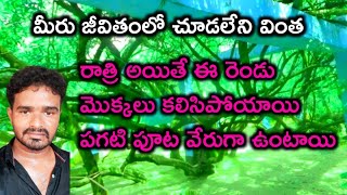 రాత్రి అయితే ఈ చెట్లు రెండు కలిసిపోతాయి. పగలు వేరుగా ఉంటాయి.! My Simple Vlog On Nandgoan