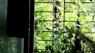 Sunbirds in my home