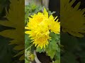 beautiful blooming guldaudi flower 🌿🦋 chrysanthemum shorts nature youtubeshorts