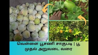 வெள்ளை பூசணி சாகுபடி- பூ முதல் அறுவடை வரை | ASH GOURD CULTIVATION- 1ST FLOWERING TILL HARVEST