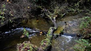 Chimacum Creek in the Fall, Port Hadlock, WA