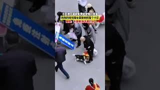 #打疫苗#狗狗#狗狗的心思都寫在臉上了小區樓下組織免費給寵物打疫苗，狗狗的嚎叫撕心裂肺響徹整個小區，狗狗：不要啊，我不要打針 。