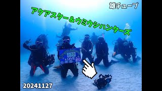 DIVING SHOPウミウシハンターズ 20241127③ 宮古島水域のウミウシ