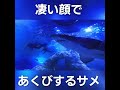 【衝撃映像】凄い顔であくびするサメ