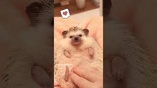 ハリネズミ職人の夜は遅い。#ハリネズミ #hedgehog #動物 #smallanimal #癒し