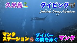 久米島🏝ダイビング🤿マンタステーション🪸ダイバーの間を泳ぐ久米島マンタ🤩👍2024年11月