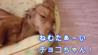 【ミニチュアダックスフンドのチョコ】眠たそうにしている姿がかわいいチョコちゃん！