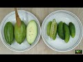 parwal vs kundru कुंदरु या परवल pointed gourd vs ivy gourd everyday life 267