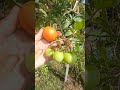 heavy fruiting on tomato plant gardening is joy 😊 like and subscribe