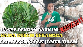 CARA ALAMI MEMBASMI HAMA GUREM,SERANGGA PADA BAGLOG DAN JAMUR TIRAM