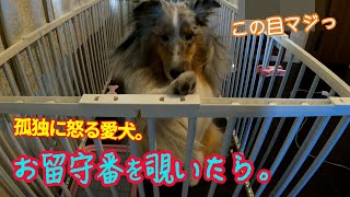 【シェルティ】愛犬のお留守番モニターしてたら、マサカの頭突きに大爆笑。 #ブルーマール #シェットランドシープドッグ ＃Sheltie  pet dog answering machine