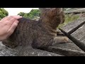 暑さのせいか、いつもより動きが少ない頭突きキジトラねこ　 diary of visiting cats in japan