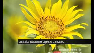 Sunflower farming in Malappuram | മലപ്പുറത്തും സൂര്യകാന്തി വിരിയും