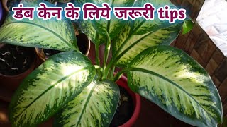 Beautiful indoor plant| Dieffenbachia|हमेशा पत्तियों से भरा रहेगा ऐसे करें देखऱेख