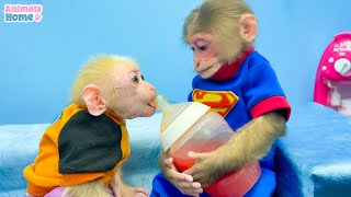 Nanny BiBi takes care and makes watermelon juice for baby monkey Obi