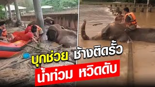 นาทีชีวิต ช้างติดรั้ว คนดำลงไปช่วย หลังเจอน้ำท่วมหวิดดับ : Khaosod - ข่าวสด