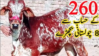 Pure Cholistani Bachre For Qurbani 2025 Near Luddan Cow  Mandi || Global Village Farming