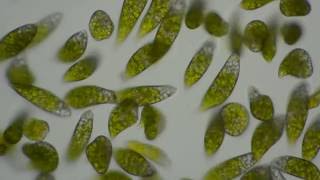 ミドリムシ（ユーグレナ）のすじりもじり運動　Euglena