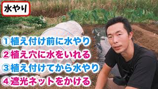 【白菜】絶対に、植え付け後にすると良い3つの作業【初心者も分かる】