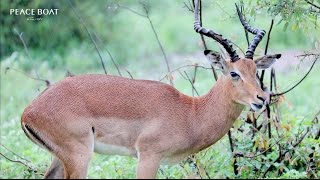 ピースボート 世界の絶景シリーズ「クルーガー国立公園 / Kruger National Park」