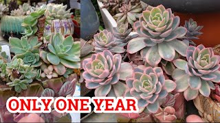 A Bumper Harvest of Echeveria Pink Vera Variegated