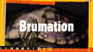 Dead Turtle ? Or, Brumation.
