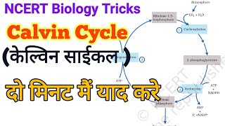 Easy trick to learn Calvin Cycle || NCERT Figure 13.8 - NCERT Biology Tricks