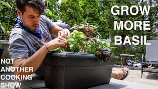 GROW THE MOST BASIL you ever have with this 1 EASY GARDEN HACK